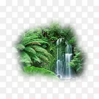 云林亚马逊雨林澳大利亚热带雨林-澳大利亚-空若网 云林亚马逊雨林澳大利亚热带雨林-澳大利亚-空若网