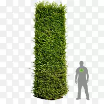 ����ͼ��༭ŷ�޽�����-������