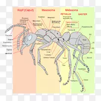 蚂蚁昆虫解剖膜翅目昆虫-空若网 蚂蚁昆虫解剖膜翅目昆虫-空若网