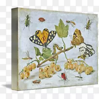 蝴蝶和昆虫仍然生活在常见的家具甲虫-蝴蝶-空若网 蝴蝶和昆虫仍然生活在常见的家具甲虫-蝴蝶-空若网