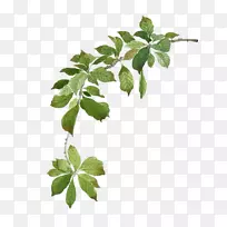 水彩画.水彩绿叶-空若网 水彩画.水彩绿叶-空若网
