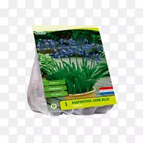 尼罗河百合-法国蓝水族馆草-龙舌兰-空若网 尼罗河百合-法国蓝水族馆草-龙舌兰-空若网