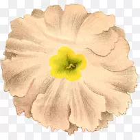 花瓣切花开花植物-空若网 花瓣切花开花植物-空若网