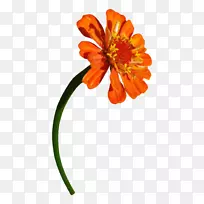 花瓣普通雏菊黄花-空若网 花瓣普通雏菊黄花-空若网