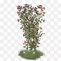 灌木开花植物-空若网 灌木开花植物-空若网