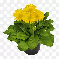 ʮ�ֻ��ƾջ��л�����-��ɫ��״-������