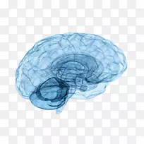 脑瘤、神经科学、神经学、脊髓-空若网 脑瘤、神经科学、神经学、脊髓-空若网