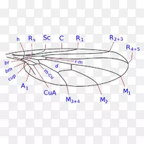 �����С������״�����ǿ�-����-������