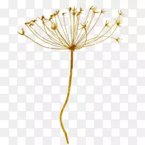 ͸Ã÷»¨°êÆÑ¹«Ó¢-¿ÕÈôÍø ͸Ã÷»¨°êÆÑ¹«Ó¢-¿ÕÈôÍø