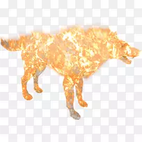 狗猫鼻子野生动物尾巴狗-空若网 狗猫鼻子野生动物尾巴狗-空若网