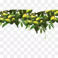 橄榄油橄榄-空若网 橄榄油橄榄-空若网