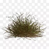 草科-空若网 草科-空若网