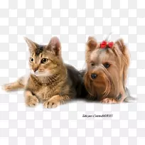 约克郡小猎犬澳大利亚丝毛猎犬澳大利亚小猫小狗-小猫-空若网 约克郡小猎犬澳大利亚丝毛猎犬澳大利亚小猫小狗-小猫-空若网