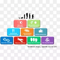 衰老细胞衰老老年健康-空若网 衰老细胞衰老老年健康-空若网