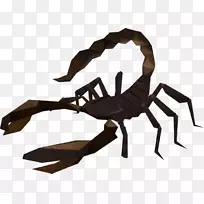 龙舌兰蝎子蟹-空若网 龙舌兰蝎子蟹-空若网