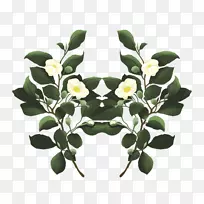 花盆开花植物叶-植物插图-空若网 花盆开花植物叶-植物插图-空若网