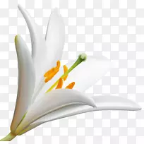 复活节百合花花瓣花卉设计-花卉-空若网 复活节百合花花瓣花卉设计-花卉-空若网