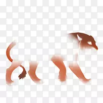 胡须猫犬科犬鼻子猫-空若网 胡须猫犬科犬鼻子猫-空若网