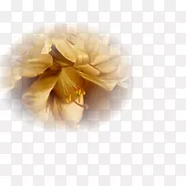 静物摄影桌面壁纸电脑-空若网 静物摄影桌面壁纸电脑-空若网