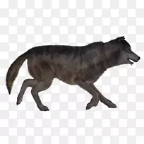 灰狼,土狼,鼻子,野生动物-空若网 灰狼,土狼,鼻子,野生动物-空若网