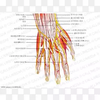 神经手部肌肉神经系统人体解剖手-空若网 神经手部肌肉神经系统人体解剖手-空若网