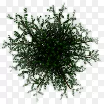 灌木-空若网 灌木-空若网