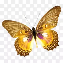 毛茸茸的蝴蝶昆虫蛾夹艺术蝴蝶-空若网 毛茸茸的蝴蝶昆虫蛾夹艺术蝴蝶-空若网