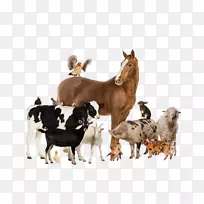 牛、马、山羊、猪、畜-马-空若网 牛、马、山羊、猪、畜-马-空若网