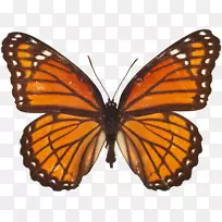 帝王蝶昆虫节肢动物八角燕尾蝶-空若网 帝王蝶昆虫节肢动物八角燕尾蝶-空若网