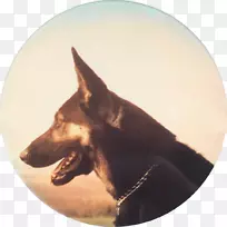 澳大利亚KelpeRazas nativas易受伤害澳大利亚人-澳大利亚-空若网 澳大利亚KelpeRazas nativas易受伤害澳大利亚人-澳大利亚-空若网