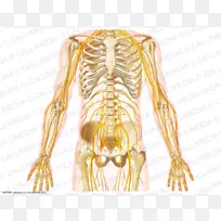 神经肋骨骨盆腹神经系统-骨骼-空若网 神经肋骨骨盆腹神经系统-骨骼-空若网