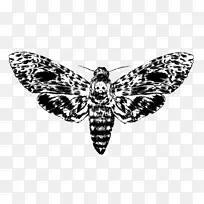 毛茸茸的蝴蝶蛾蝶昆虫翅蝶-空若网 毛茸茸的蝴蝶蛾蝶昆虫翅蝶-空若网