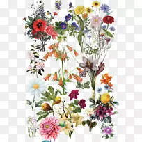 花儿-空若网 花儿-空若网