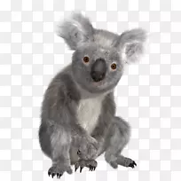 澳大利亚考拉体恤袋熊-澳大利亚-空若网 澳大利亚考拉体恤袋熊-澳大利亚-空若网