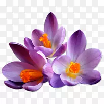 藏红花剪贴画-空若网 藏红花剪贴画-空若网