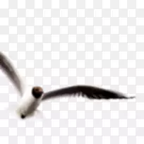 近距离喙设计-空若网 近距离喙设计-空若网