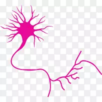 运动神经元神经系统轴突-空若网 运动神经元神经系统轴突-空若网