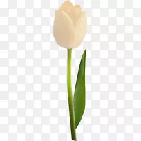 花瓣植物茎开花植物-载体郁金香37-空若网 花瓣植物茎开花植物-载体郁金香37-空若网