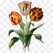 植物学插画花古花-空若网 植物学插画花古花-空若网