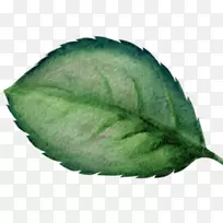 Ë®²Ê»Ê÷Ò¶-¿ÕÈôÍø Ë®²Ê»Ê÷Ò¶-¿ÕÈôÍø