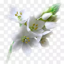 花卉博客动物花卉设计-花卉-空若网 花卉博客动物花卉设计-花卉-空若网