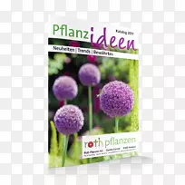 ����ֲ��-������