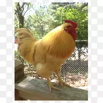 鸡喙鸡作为食物-空若网 鸡喙鸡作为食物-空若网