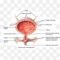 膀胱解剖排泄系统尿液自主神经系统-空若网 膀胱解剖排泄系统尿液自主神经系统-空若网