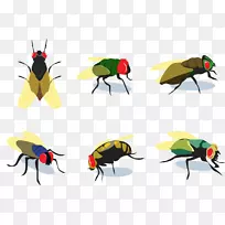 蝇类昆虫少数苍蝇-空若网 蝇类昆虫少数苍蝇-空若网