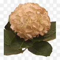 绣球切花,甘蓝,玫瑰,花卉设计-空若网 绣球切花,甘蓝,玫瑰,花卉设计-空若网