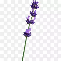 英国薰衣草紫普通鼠尾草植物茎紫-空若网 英国薰衣草紫普通鼠尾草植物茎紫-空若网