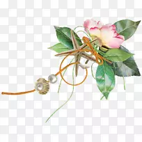 玫瑰科切花植物茎玫瑰-空若网 玫瑰科切花植物茎玫瑰-空若网