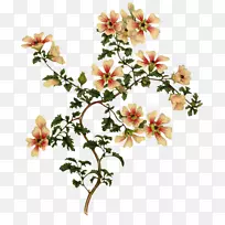 �������ֲ��廭����-������