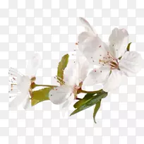 开花果树-空若网 开花果树-空若网